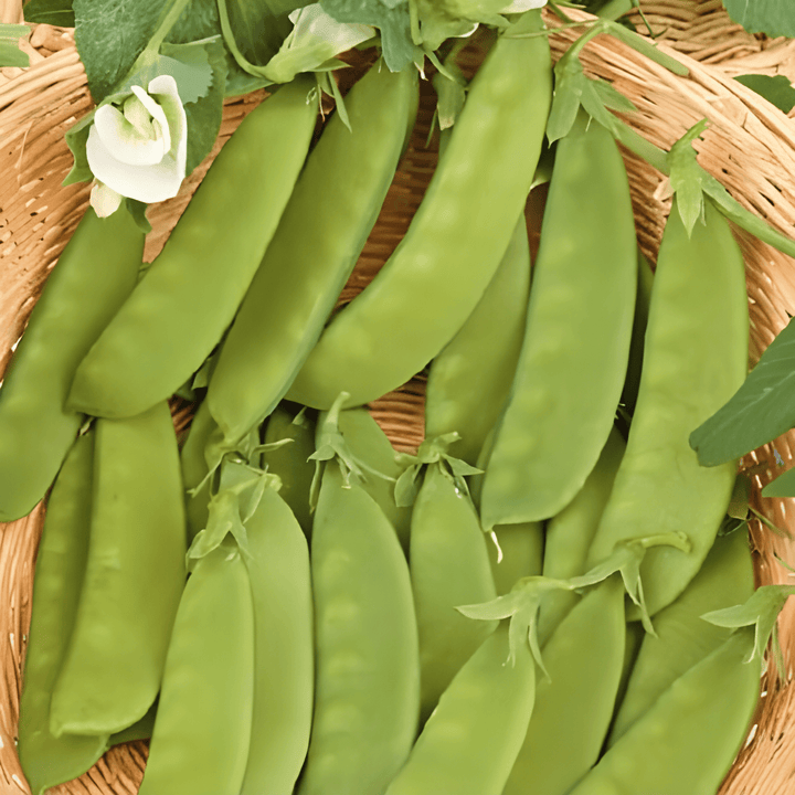 Pea Seeds Pisum Sativum Herald Early Sweet Tender Pods