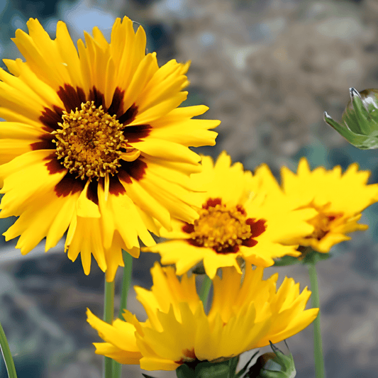 Coreopsis Early Sunrise Seeds Coreopsis Grandiflora Flower Seeds