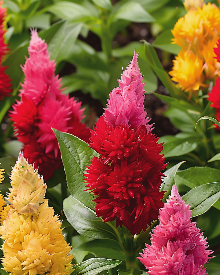 Celosia Plume Amaranth Seeds Celosia Argentea Var Plumosa Ice Cream
