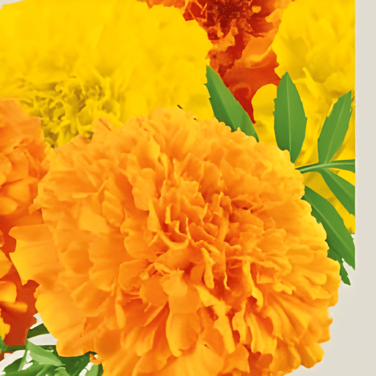 Organic Tagetes Erecta African Sunset Giants Seeds For Flowers