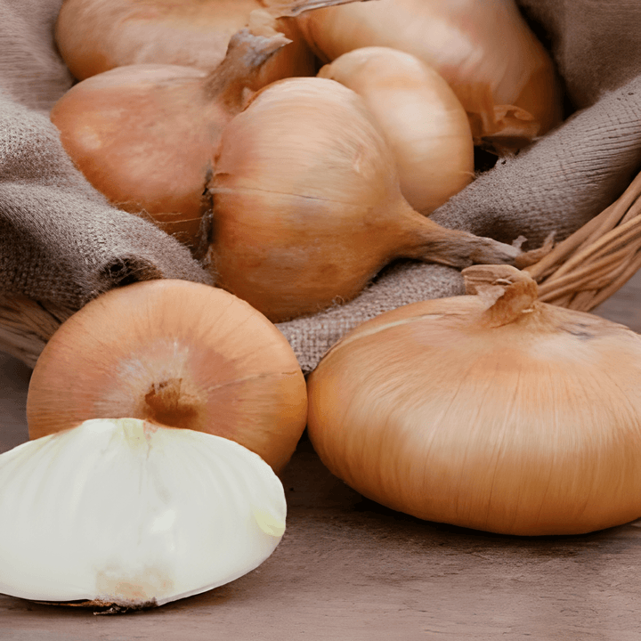 Yellow Onion Seeds North Holland Allium Cepa Vegetable Variety