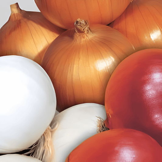 Onion Seeds Mix Allium Cepa Tris Di Cipolle Trio
