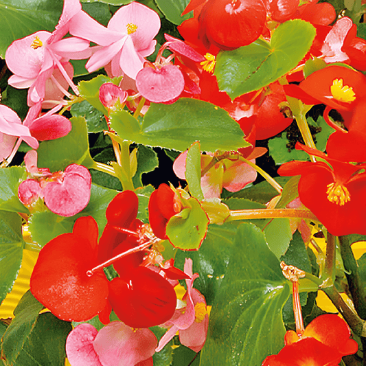 Tuberous Begonia Seeds Begonia Semperflorens Mixed Flower Seeds
