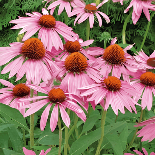 Purple Coneflower Seeds Echinacea Purpurea Perennial Border Flower