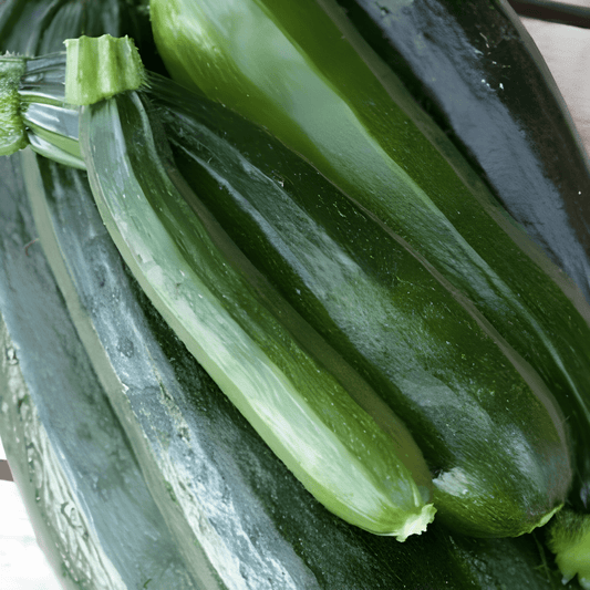 Black Beauty Courgette Seeds Cucurbita Pepo High Yield Vegetable