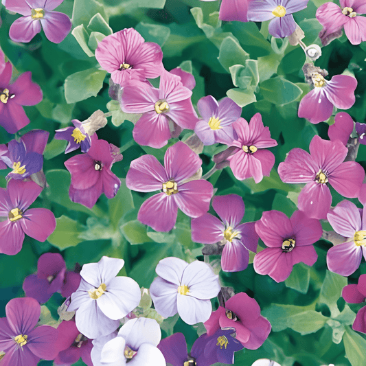 Aubrietia Seeds Aubrieta Hybrida Mixed Rock Cress Flowers