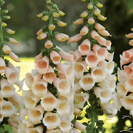 Foxglove Dalmation F1 Peach Seeds Digitalis Dalmatian Flowers