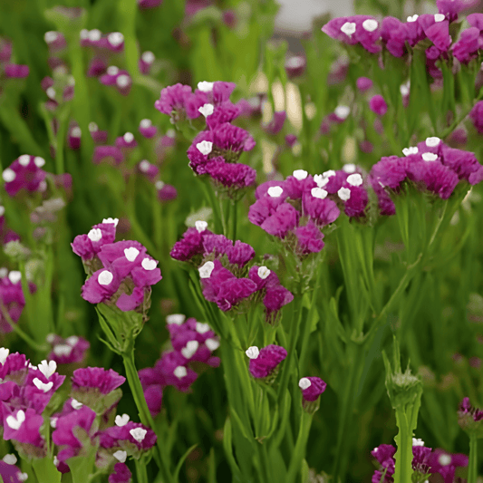 Purple Attraction Limonium Sinuatum Flower Seeds Drought Resistant