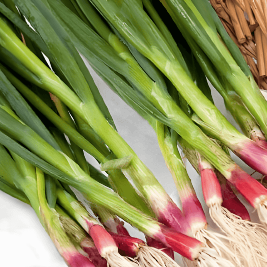 Red Spring Onion Seeds Allium Fistulosum Spicy Flavor Variety