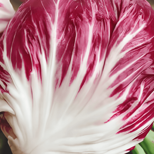 Radicchio Seeds Rossa Di Chioggia Cichorium Intybus Red Heads