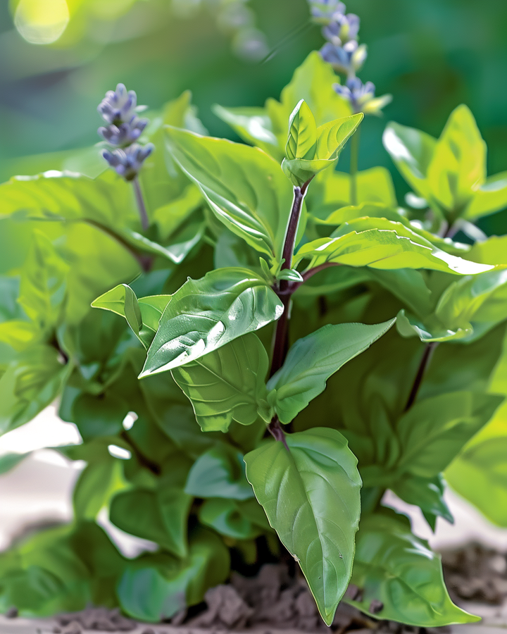 Cinnamon Basil Seeds Ocimum Basilicum Cinnamomum Herb Variety