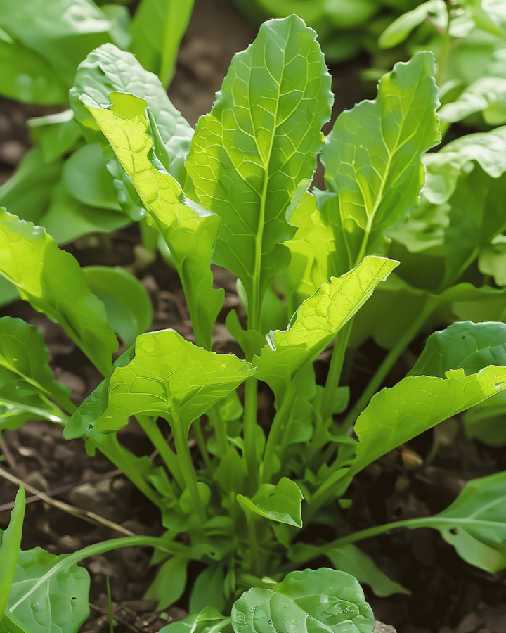 Sorrel Seeds Rumex Acetosa Broad Leaf Culinary Herb Variety