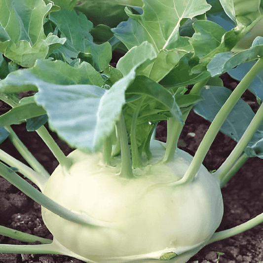 Kohlrabi Seeds Brassica Oleracea Lanro Early Bulb Variety