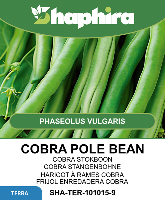 Cobra Pole Bean Seeds Phaseolus Vulgaris Black Seeded Variety