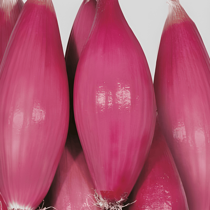 Tropea Onion Seeds Allium Cepa L Sweet Red Vegetable Seeds