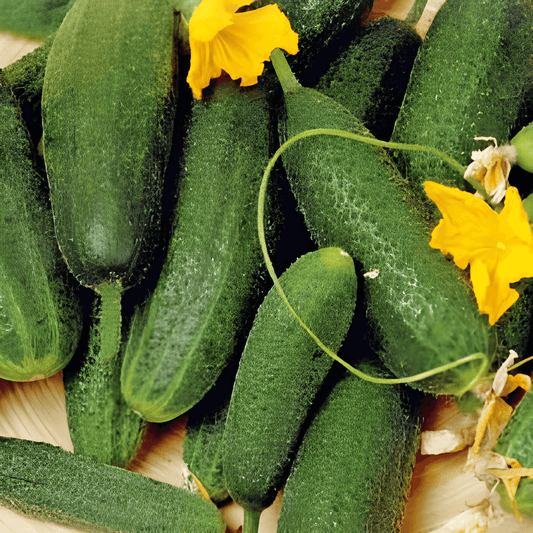 Gherkin Seeds Cucumis Sativus Pickle National Variety
