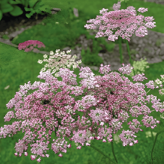 Red Chantenay Carrot Seeds Daucus Carota Ornamental Flower