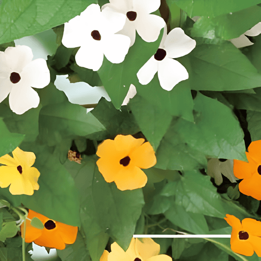 Thunbergia Alata Climbing Flowers Seeds Color Mix