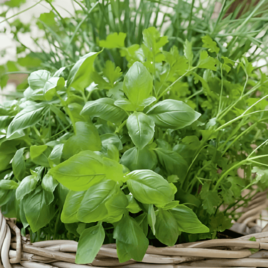 Mixed Herb Seeds Culinary Blend Basil Parsley Chives Dill Thyme