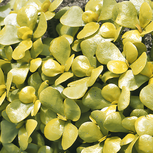 Corn Salad Broadleaf Yellow Seeds Portulaca Oleracea Vegetable