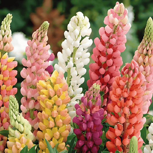 Low Lupine Seeds Lupinus Polyphyllus Minarette Variety