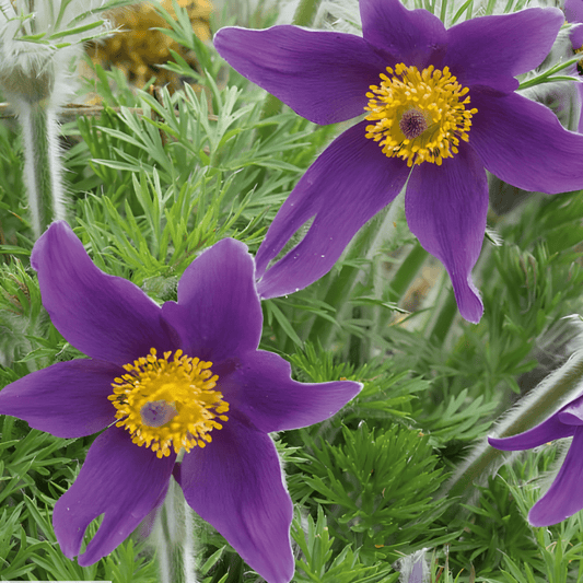Pasque Flower Seeds Pulsatilla Vulgaris Early Blooming Perennial