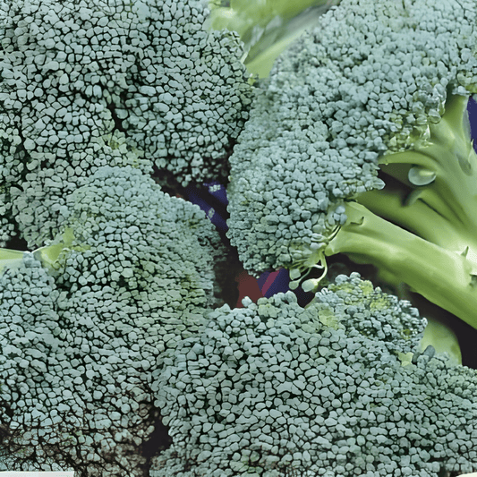 Broccoli Marathon F1 Brassica Oleracea Broccoli Marathon F1 Seeds
