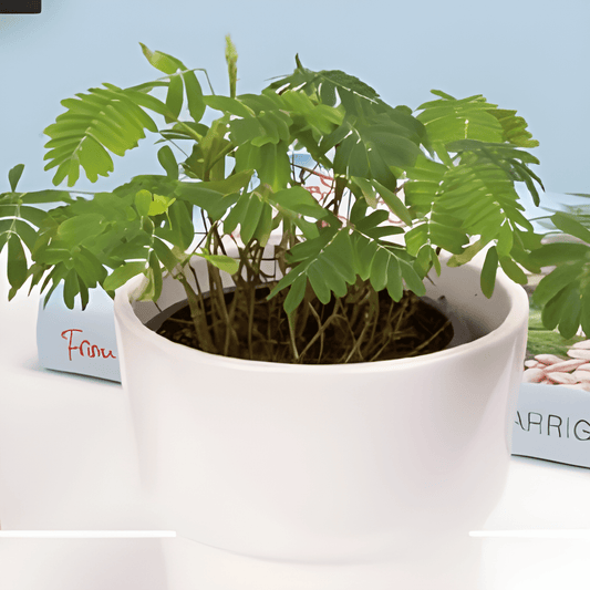 Sensitive Plant Seeds Mimosa Pudica Flowering Easy To Grow Seeds