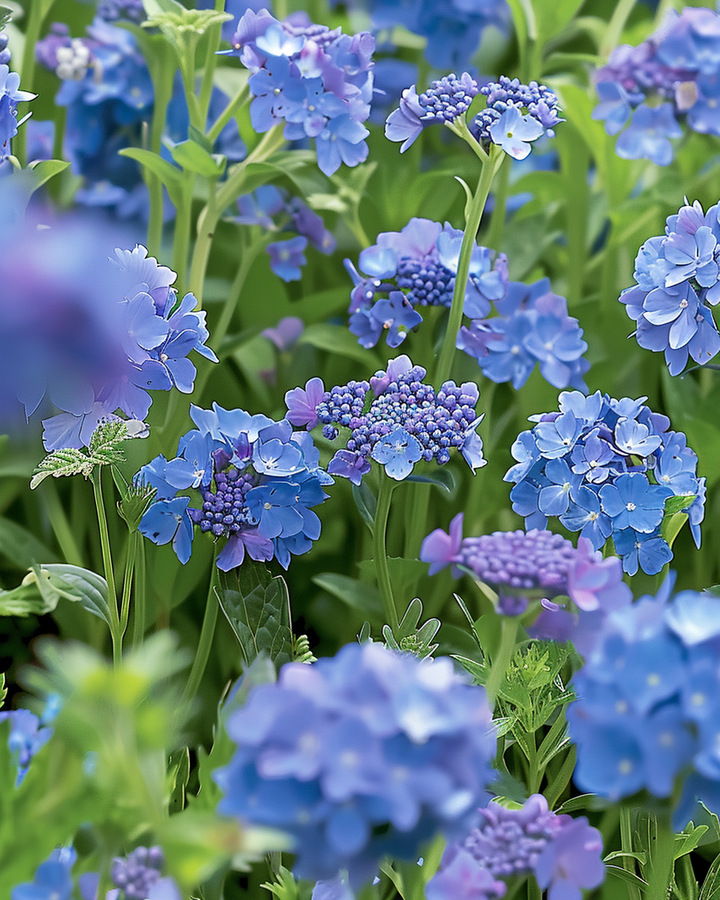 Summer Flowers Blue Mix Seeds Annual Blue Flower Blend