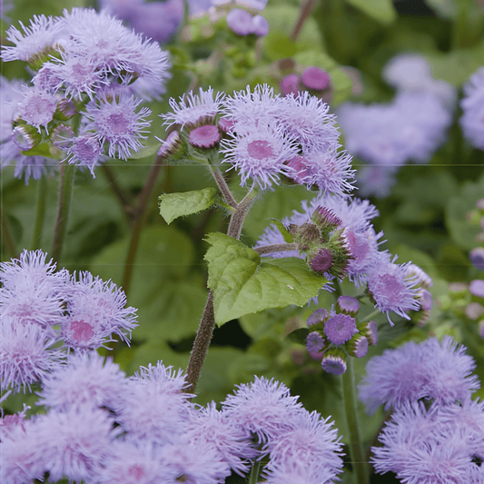 Ageratum Seeds Blue Mink Rich Flowering Ageratum Houstonianum