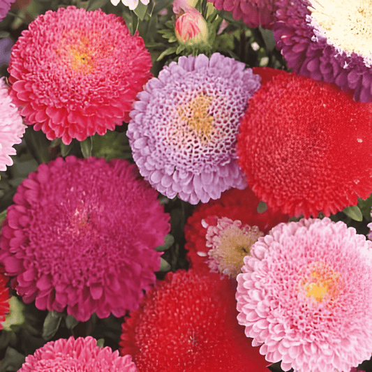 Summer Aster Seeds Callistephus Chinensis Pompon Mixed Variety