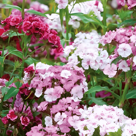 Dianthus Seeds Low Mixed Thousand Beauties Dianthus Barbatus