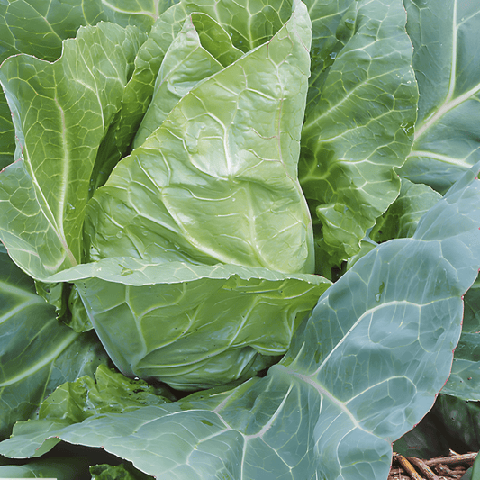 White Pointed Cabbage Seeds Brassica Oleracea Early Express Variety