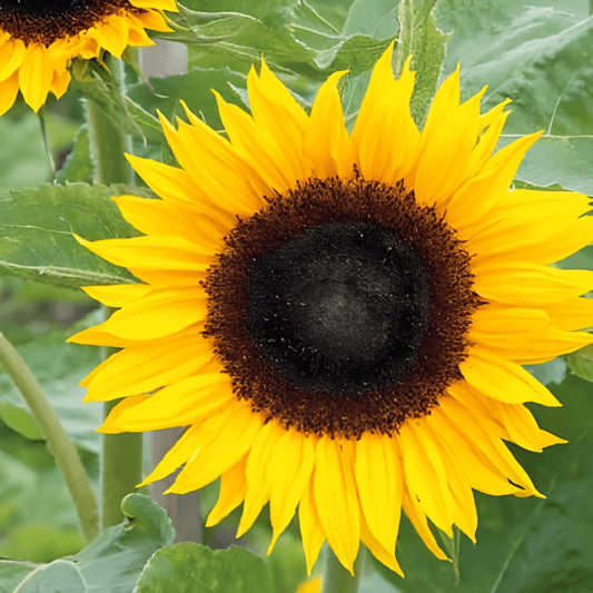 Sunflower Sunrich Orange F1 Helianthus Annuus Seeds