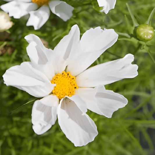 Cosmos Hummingbird White Seeds Cosmos Bippinnatus Flowering Variety