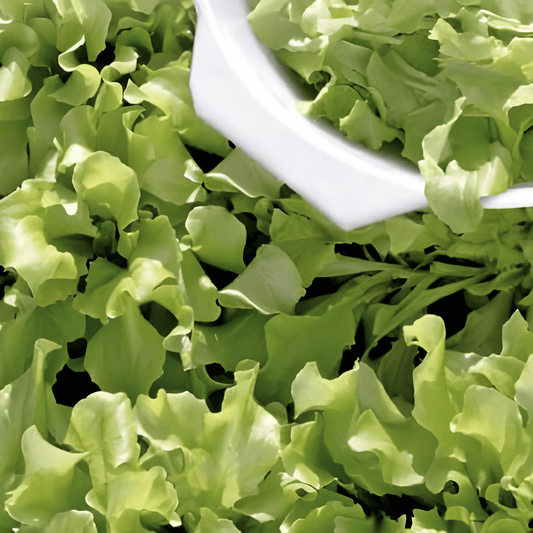 Cut-and-Come-Again Lettuce Seeds Lactuca Sativa Australian Yellow