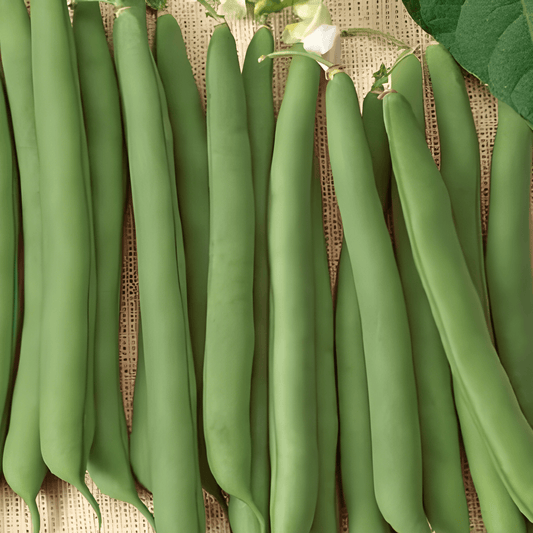 Stalk Beans Prelude Seeds Phaseolus Vulgaris Early Vigorous Growth