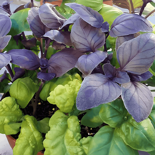 Mixed Basil Seeds Ocimum Basilicum Flavorful Herb Variety