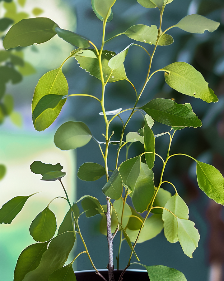 Houseplant Eucalyptus Seeds Eucalyptus Citriodora Lemon Bush