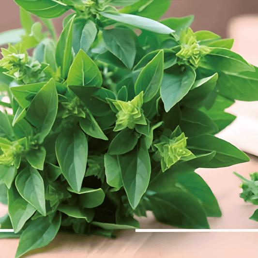 Basil Bascuro Seeds Ocimum Basilicum Dark Green Fine-Leaved Variety