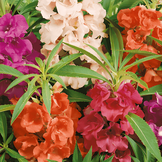Impatiens Balsam Seeds Camellia Flowered Mix Impatiens Balsamina Annual