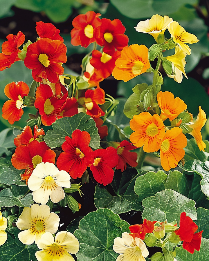 Nasturtium Seeds Tropaeolum Majus Jewel Of Africa Mix