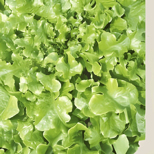 Organic Oakleaf Lettuce Seeds Lactuca Sativa Salad Bowl Green