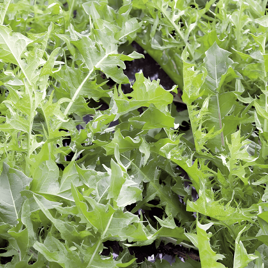 Mole Broadleaf Lettuce Seeds Taraxacum Officinale Spicy Flavor