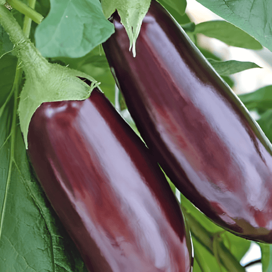 Aubergine Seeds Solanum Melongena Violetta Lunga 2 Variety