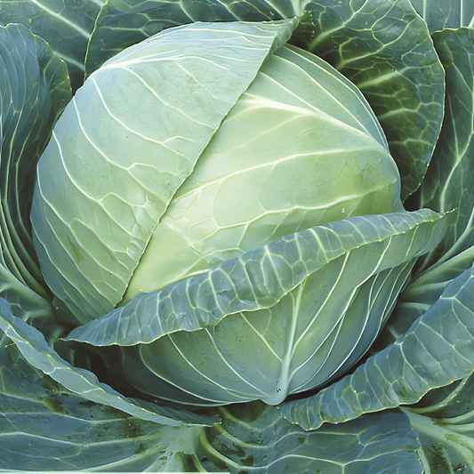 White Cabbage Seeds Brassica Oleracea Langedijker Preserve