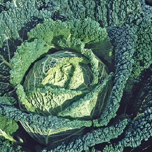 Savoy Cabbage Seeds Brassica Oleracea Dark Green Spots Variety