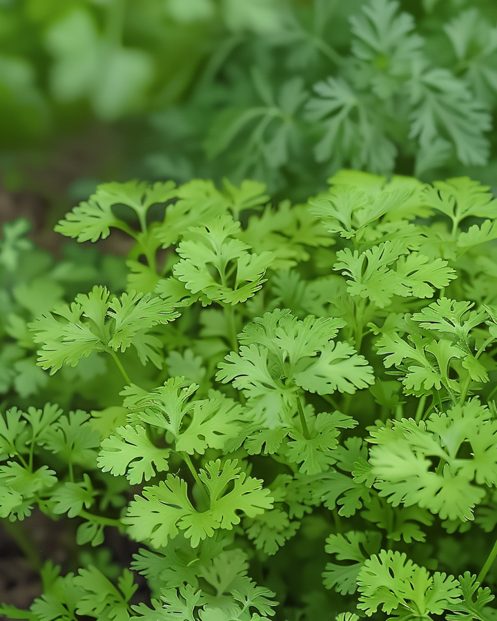 Chervil Seeds Anthriscus Cerefolium Fine Curl Herb Variety