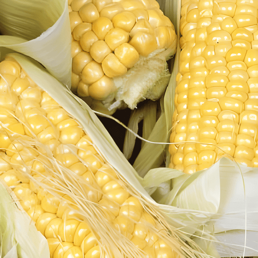 Sweet Corn Golden Bantam Zea Mays Vegetable Seeds