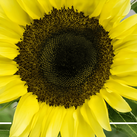 Sunflower Lemon Queen Helianthus Annuus Seeds Bright Yellow Blooms